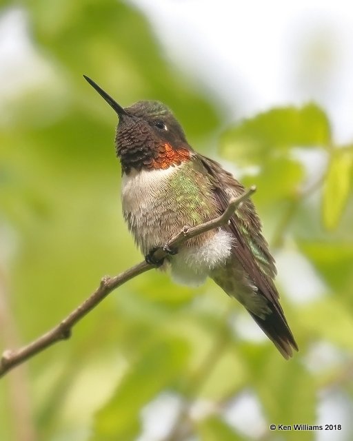 Ruby-throated Hummingbird male, Quintana Beach County Park, TX, 4-20-18, Jza_67614.jpg