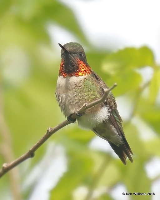 Ruby-throated Hummingbird male, Quintana Beach County Park, TX, 4-20-18, Jza_67623.jpg