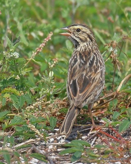 Savannah Sparrow, Anahuac NWR, TX, 4-18-18, Jza_66295.jpg
