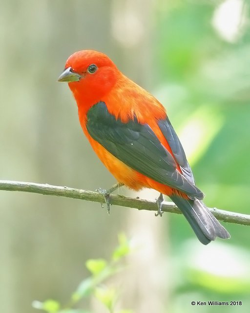 Scarlet Tanager male, High Island, TX, 4-17-18, Jza_66110.jpg