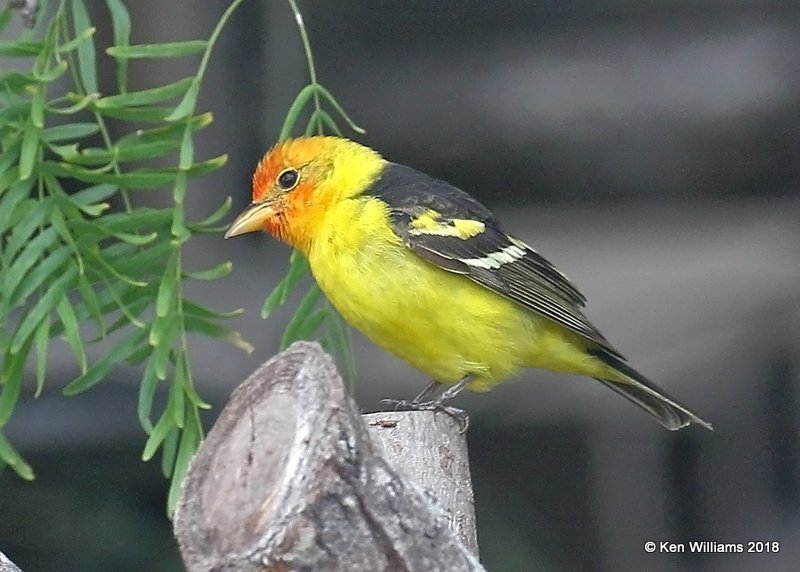 Western Tanager male, S. Padre Island, TX, 4-26-18, Jza_76891.jpg