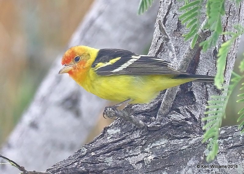Western Tanager male, S. Padre Island, TX, 4-26-18, Jza_76907.jpg