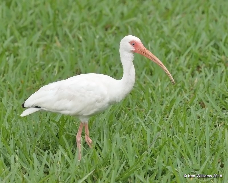 White Ibis mature, S. Padre Island, TX, 4-26-18, Jza_76045.jpg