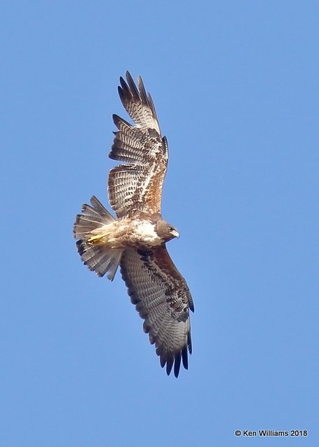 White-tailed Hawk juvenile, Brownsville Dump, TX, 4-25-18, Jza_74417.jpg