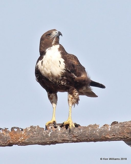 White-tailed Hawk juvenile, Brownsville Dump, TX, 4-25-18, Jza_74672.jpg