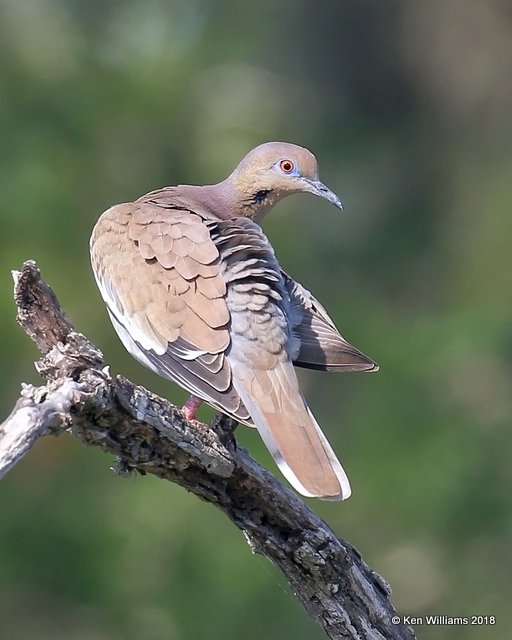 White-winged Dove, Santa Ana NWR, TX, 4-22-18, Jza_70975.jpg