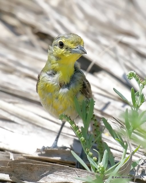 Yellow-throated Vireo, S. Padre Island, TX, 4-23-18, Jza_72620.jpg