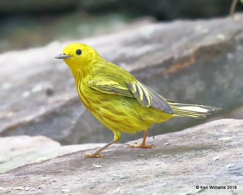 Yellow Warbler male, S. Padre Island, TX, 4-23-18, Jza_73032.jpg
