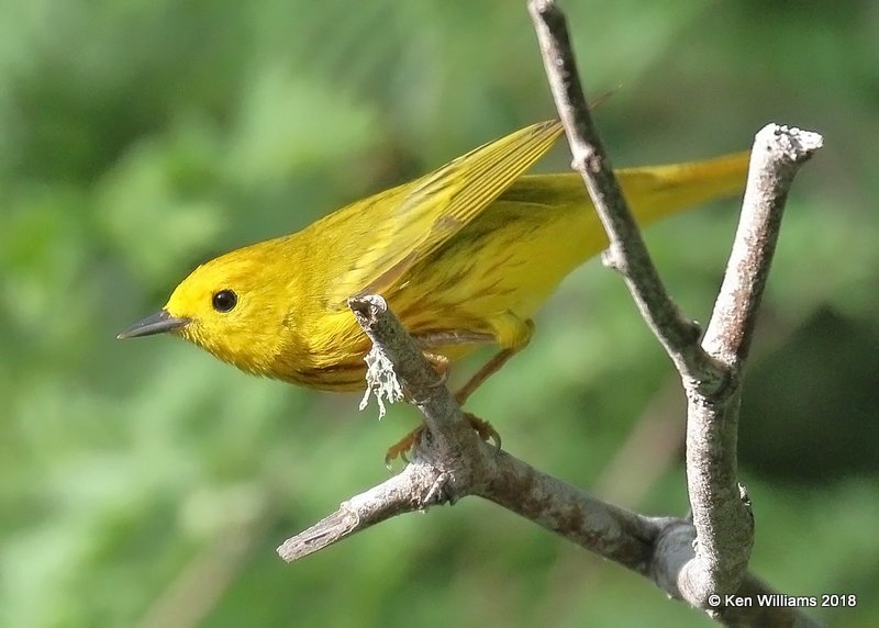 Yellow Warbler male, S. Padre Island, TX, 4-24-18, Jza_73547.jpg