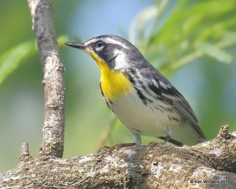 Yellow-throated Warbler, S. Padre Island, TX, 4-24-18, Jza_73805.jpg