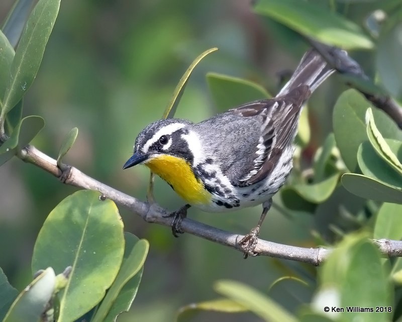 Yellow-throated Warbler, S. Padre Island, TX, 4-26-18, Jza_75401.jpg