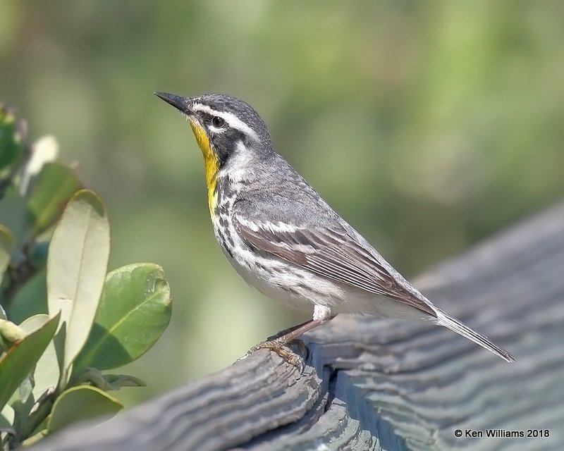 Yellow-throated Warbler, S. Padre Island, TX, 4-26-18, Jza_75426.jpg