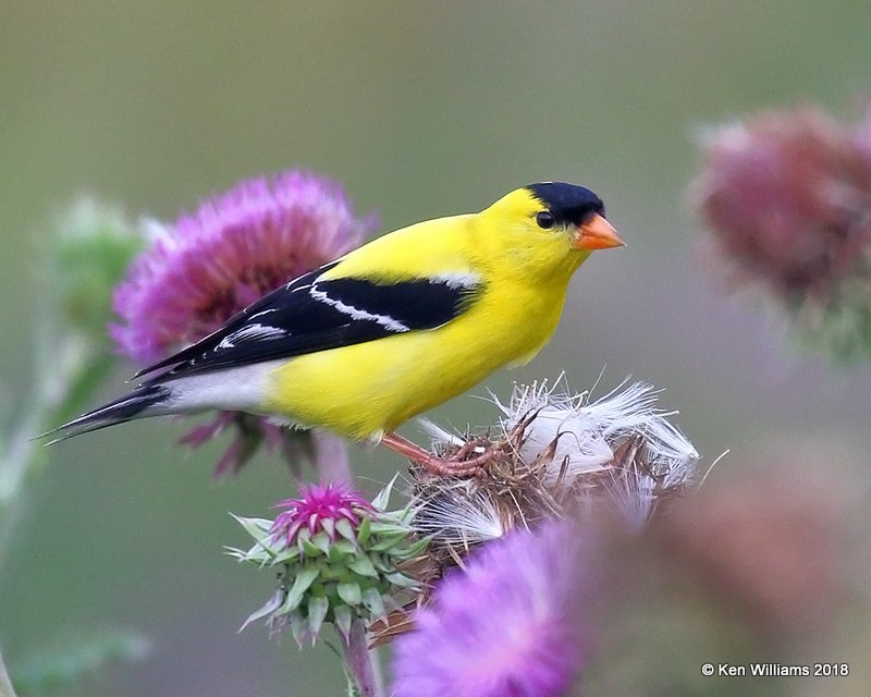 American Goldfinch male, Leonard, OK, 5-29-18, Jza_23293.jpg