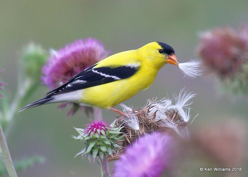 American Goldfinch male, Leonard, OK, 5-29-18, Jzaa_23283.jpg