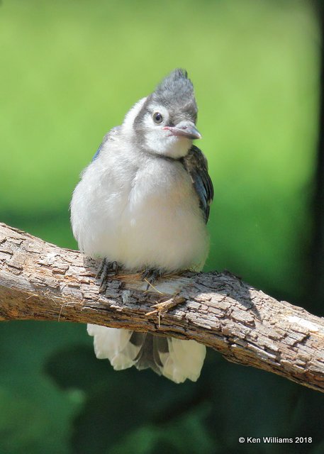 Blue Jay fledgling, Rogers Co yard, OK, 6-3-18, Jza_23577.jpg