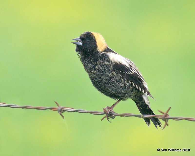 Bobolink male, Wagoner Co, OK, 5-4-18, Jza_21974.jpg