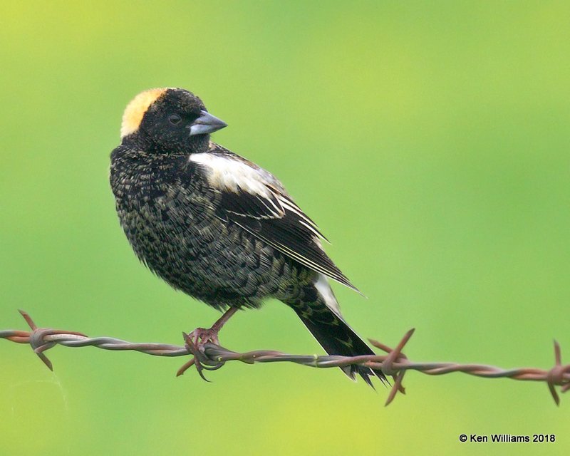 Bobolink male, Wagoner Co, OK, 5-4-18, Jza_21977.jpg