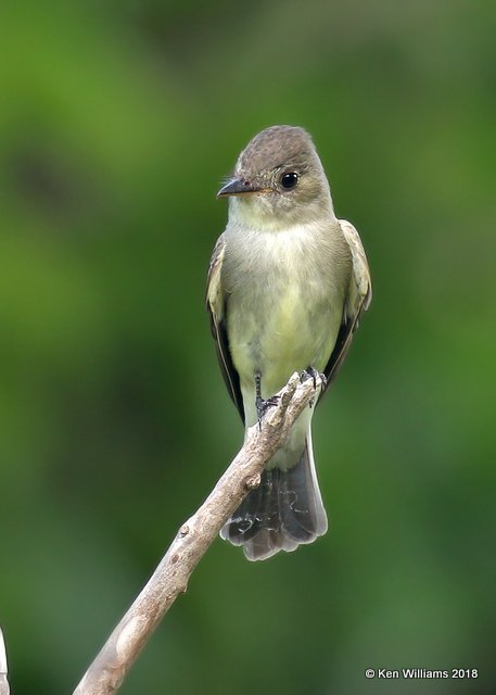 Eastern Wood-Pewee, Rogers Co, OK, 5-30-18, Jzaa_23430.jpg