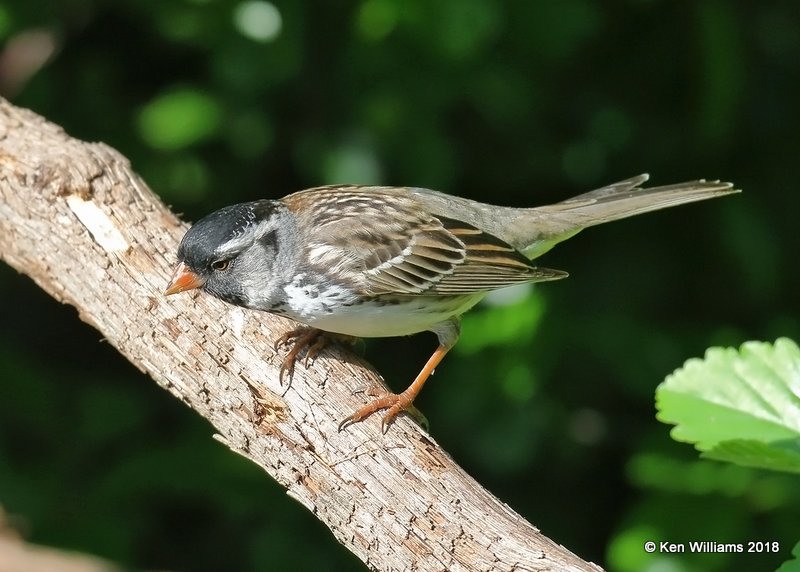 Harris's Sparrow breeding plumage, Rogers Co yard, OK, 5-5-18, Jza_22931.jpg