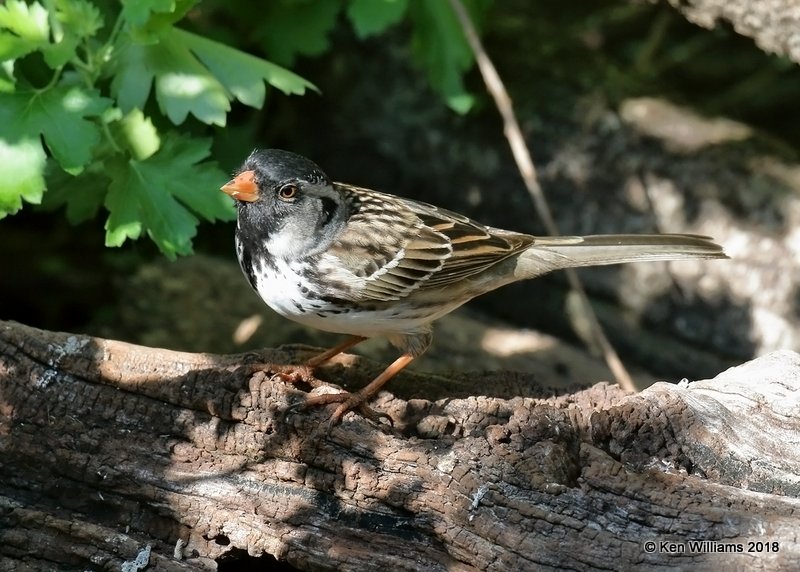Harris's Sparrow breeding plumage, Rogers Co yard, OK, 5-5-18, Jza_22942.jpg