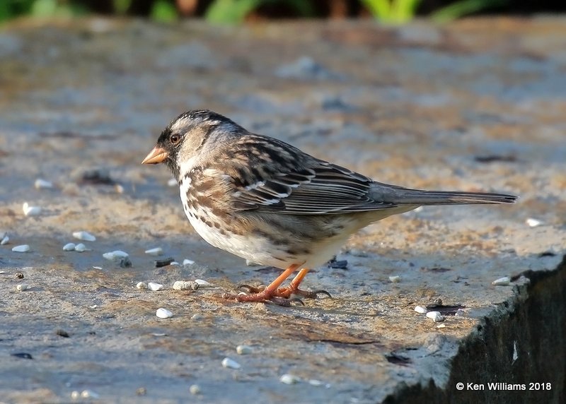 Harris's Sparrow molting into breeding plumage, Rogers Co yard, OK, 5-5-18, Jza_22919.jpg
