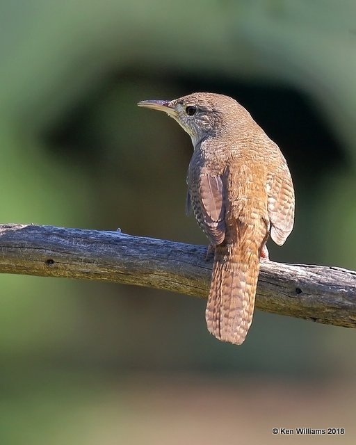 House Wren, Rogers Co yard, OK, 5-7-18, Jza_23197.jpg