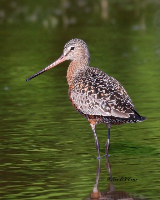 Hudsonian Godwit male, Tulsa Co, OK, 5-4-18, Jza_22587.jpg