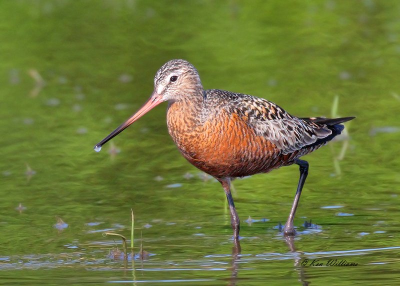 Hudsonian Godwit male, Tulsa Co, OK, 5-4-18, Jza_22615.jpg