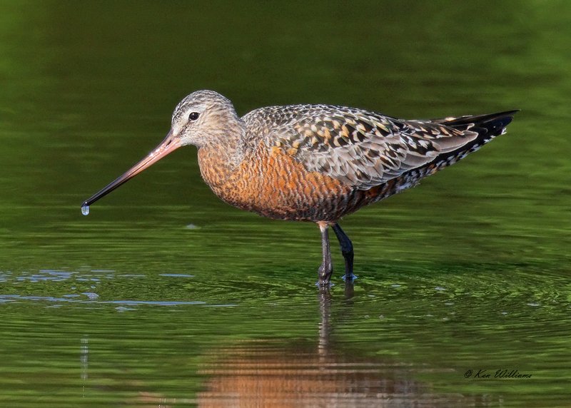 Hudsonian Godwit male, Tulsa Co, OK, 5-4-18, Jza_22635.jpg