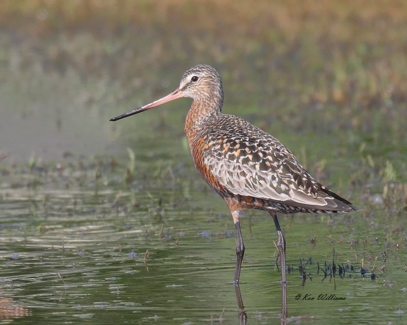 Hudsonian Godwit male, Tulsa Co, OK, 5-4-18, Jza_22662.jpg