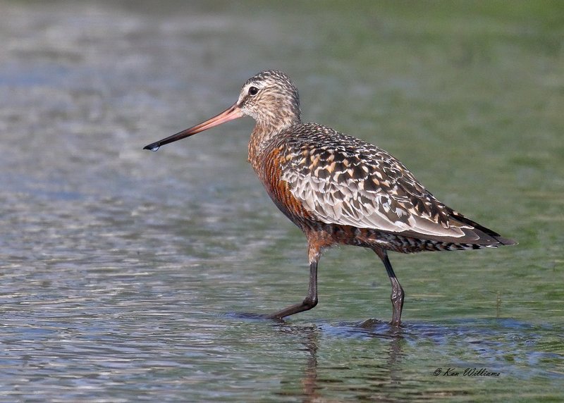 Hudsonian Godwit male, Tulsa Co, OK, 5-4-18, Jza_22669.jpg