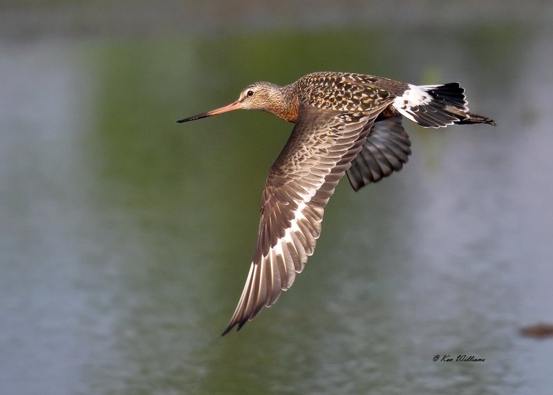 Hudsonian Godwit male, Tulsa Co, OK, 5-4-18, Jza_22682.jpg