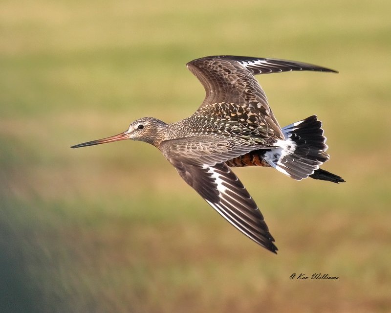 Hudsonian Godwit male, Tulsa Co, OK, 5-4-18, Jza_22687.jpg