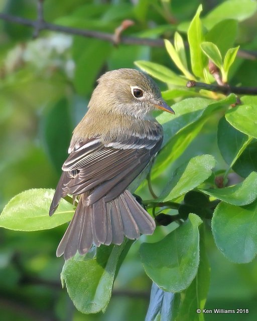 Least Flycatcher, Rogers Co yard, OK, 5-5-18, Jza_22904.jpg