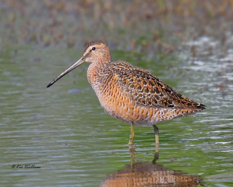 Long-billed Dowitcher, Tulsa Co, OK, 5-4-18, Jza_22675.jpg