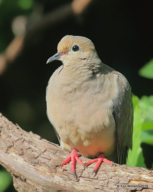 Mourning Dove, Rogers Co yard, OK, 5-7-18, Jzaa_23020.jpg