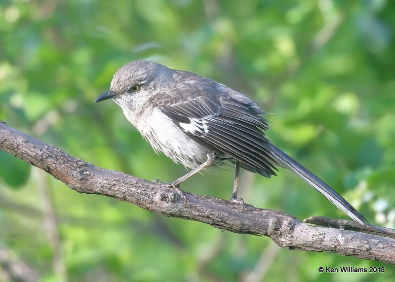 Northern Mockingbird, Rogers Co yard, OK, 5-5-18, Jza_22927.jpg