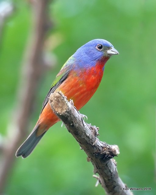 Painted Bunting male, Rogers Co, OK, 5-30-18, Jza_23451.jpg
