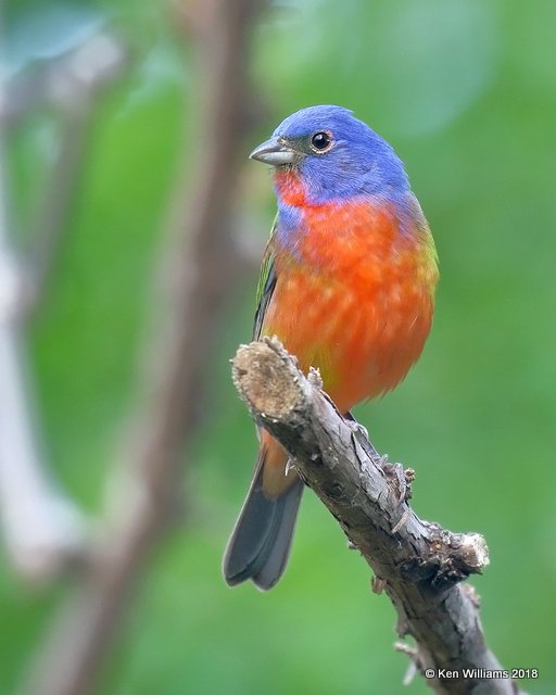 Painted Bunting male, Rogers Co, OK, 5-30-18, Jza_23478.jpg