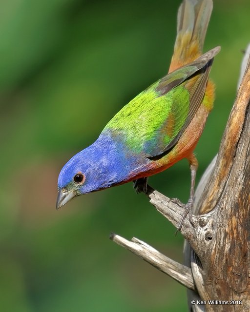 Painted Bunting male, Rogers Co, OK, 5-30-18, Jza_23503.jpg