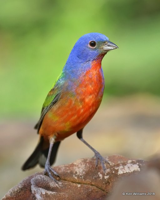 Painted Bunting male, Rogers Co, OK, 5-30-18, Jza_23540.jpg