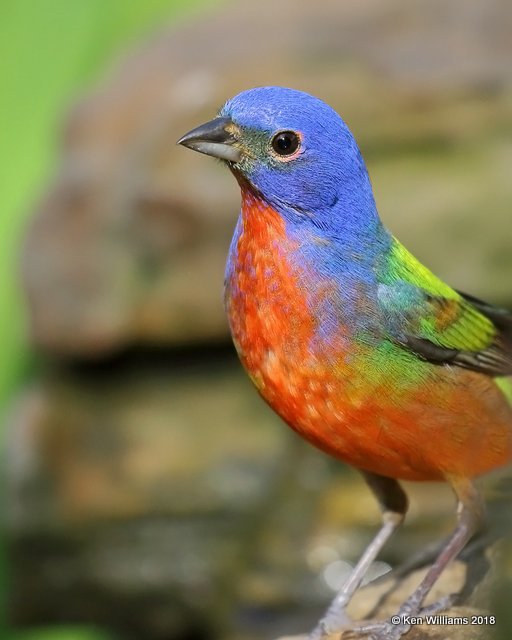 Painted Bunting male, Rogers Co, OK, 5-30-18, Jzb_23515.jpg