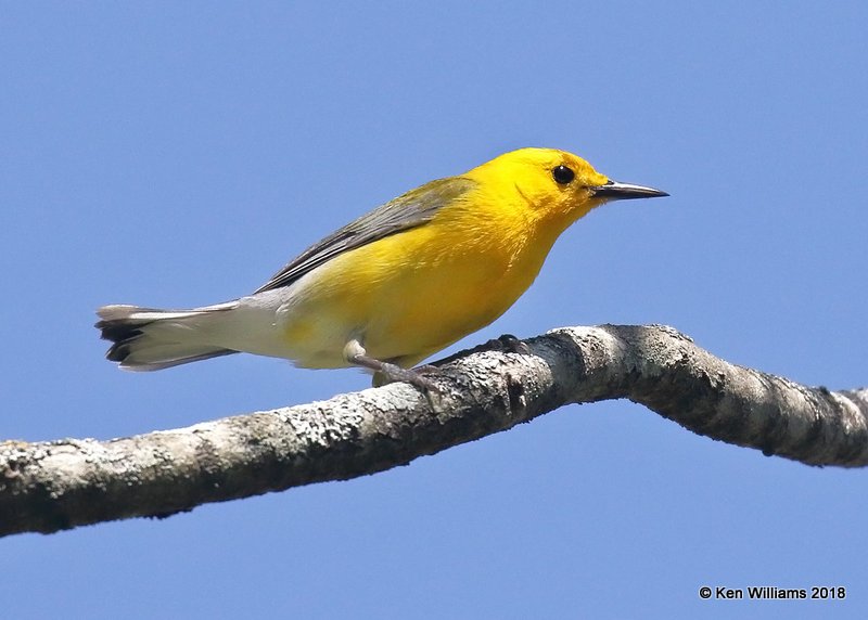 Prothonotary Warbler, Deep Fork NWR, OK, 4-29-18, Jza_21774.jpg