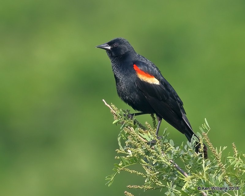 :Red-winged Blackbird: