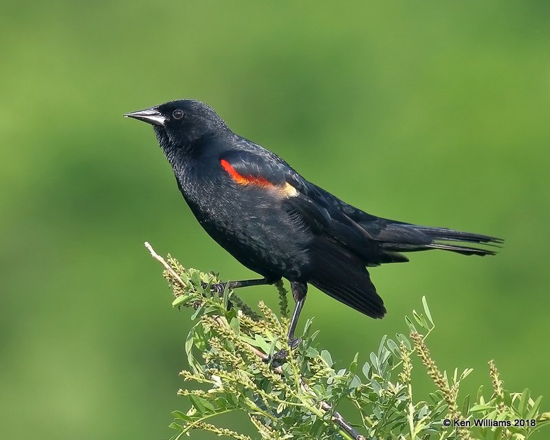 Red-winged Blackbird male, Lake Bixoma, OK, 5-29-18, Jza_23372.jpg