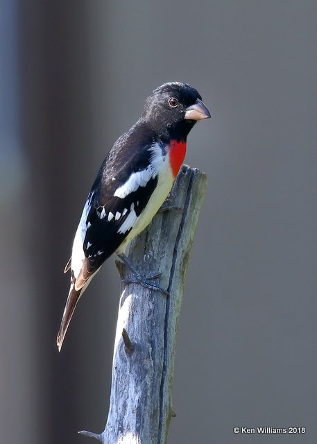 Rose-breasted Grosbeak male, Rogers Co yard, OK, 5-7-18, Jza_23012.jpg