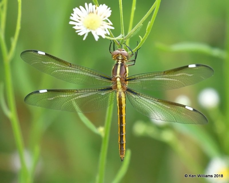 Spangled Skimmer immature male, Lake Bixoma, OK, 5-29-18, Jza_23338.jpg