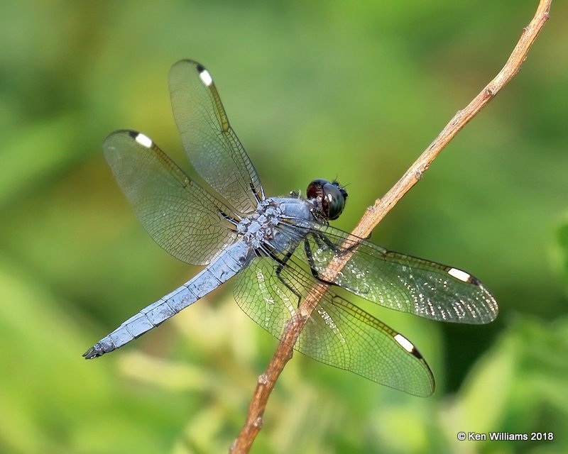 Spangled Skimmer male, Lake Bixoma, OK, 5-29-18, Jza_23356.jpg