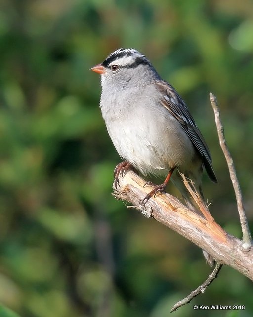 White-crowned Sparrow, Rogers Co yard, OK, 5-5-18, Jza_22917.jpg