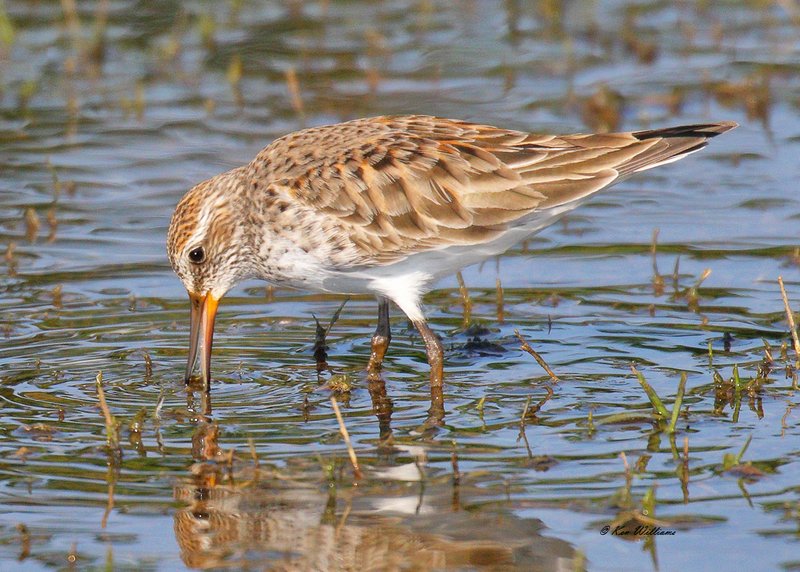 White-rumped Sandpiper, Tulsa Co, OK, 5-4-18, Jza_22708.jpg